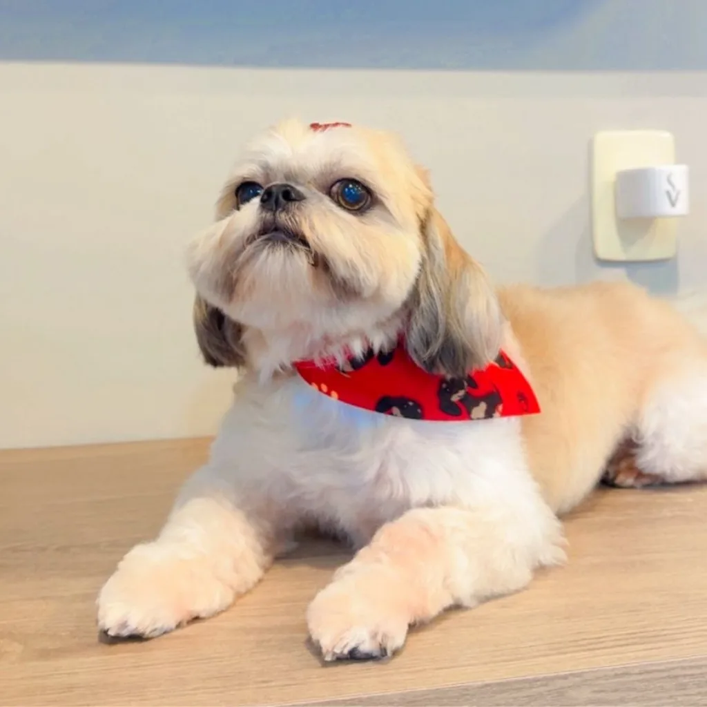 Tosa de Biscoito (Shih Tzu) em Balneário Camboriú - Bichinho Mimado