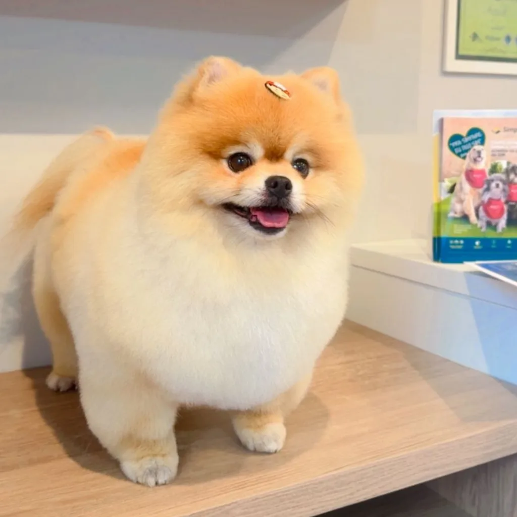 Tosa de Cookie (Lulu) em Balneário Camboriú - Bichinho Mimado